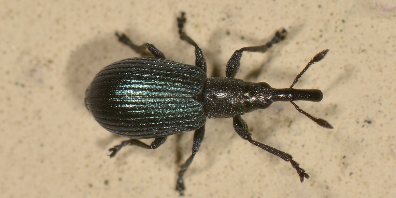 Apionidae: Perapion sp? Perapion cfr. violaceum